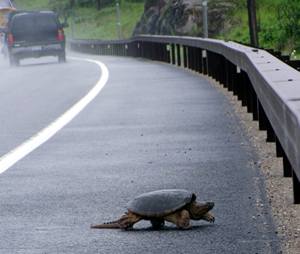 Turtle on NY 3 + 30, 2 miles east of Tupper Lake Village